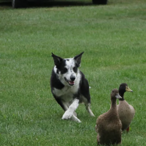 Dog chasing geese from yard