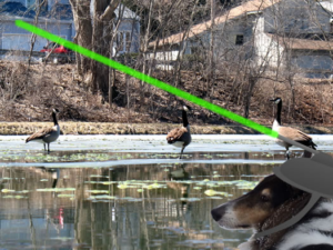 Laser goose deterrent protecting residential property