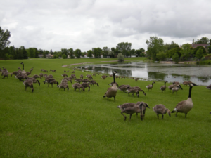 Geese feeding on residential lawn