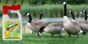 Goose repellent being applied to lawn